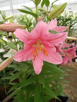 [5581 VH11 No02.JPG]